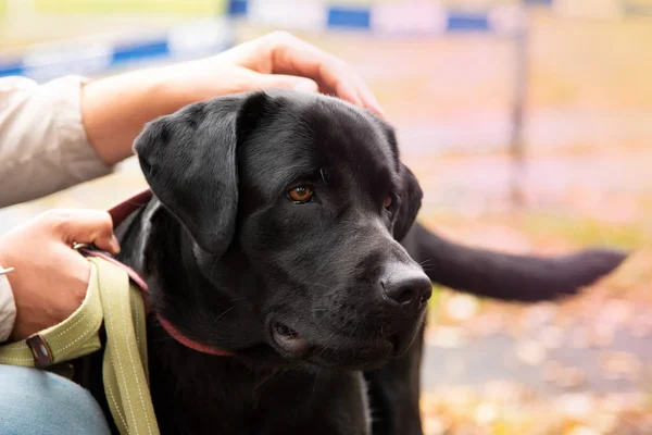 Портрет черной собаки с поводком — стоковое фото