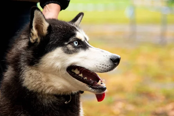 Porträtt hundspannsutflykter med intressanta ögon utomhus — Stockfoto