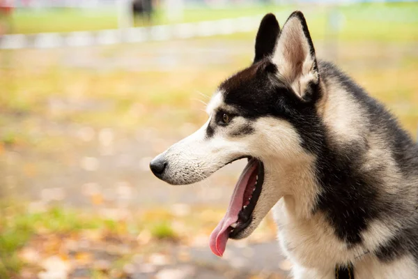 Портрет Хаски собака с интересными глазами на открытом воздухе — стоковое фото