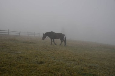 Yeşil alan üzerinde otlatma siste siyah at