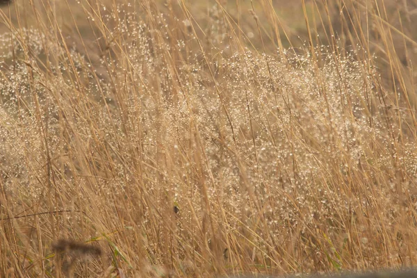 Krople rosy na pajęczyna suchej trawy — Zdjęcie stockowe