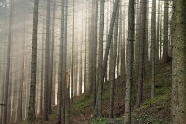 Güneş ışınları siste kırmak