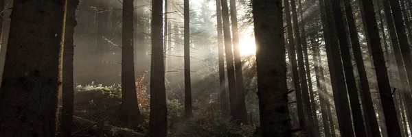 Промені сонця прориваються через туман — стокове фото