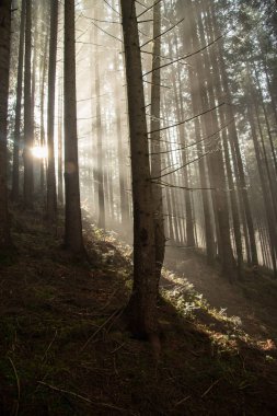 Güneş ışınları siste kırmak