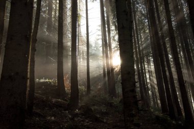 Güneş ışınları siste kırmak