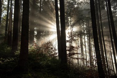 Güneş ışınları siste kırmak