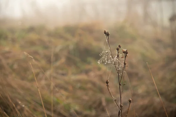 Капли росы на паутине сухой травы — стоковое фото
