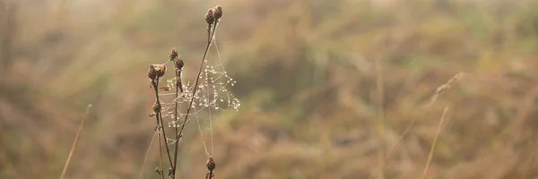 乾いた草の蜘蛛の巣上の露の滴 — ストック写真