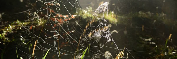 Frostspinnweben an einem kalten Sonnenmorgen — Stockfoto