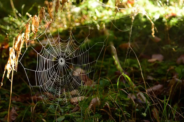 Frostspinnweben an einem kalten Sonnenmorgen — Stockfoto