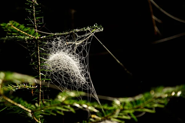 Teia de aranha de geada em uma manhã solar fria — Fotografia de Stock