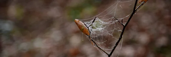 Frost pavučina chladné sluneční ráno — Stock fotografie