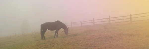 Black horse in fog, grazing on green field