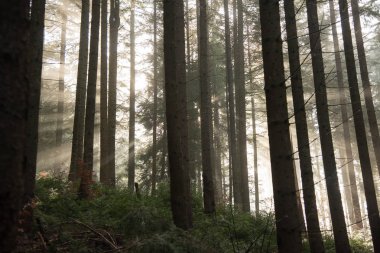 Güneş ışınları siste kırmak