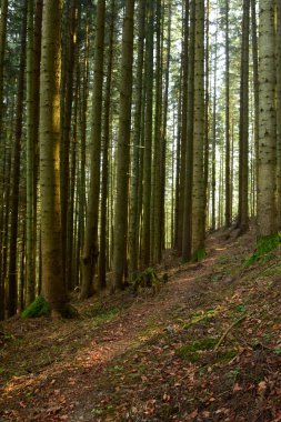 Güneş ışınları siste kırmak