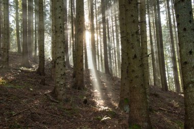 Güneş ışınları siste kırmak