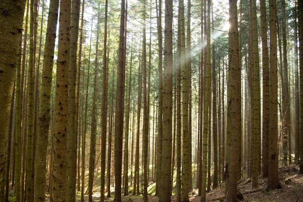 stock image The suns rays break through the fog