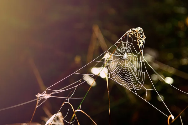 Frostspinnweben an einem kalten Sonnenmorgen — Stockfoto