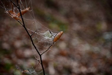 Soğuk bir güneş sabah da Don örümcek ağı