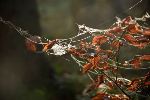 Frostspinnweben an einem kalten Sonnenmorgen — Stockfoto