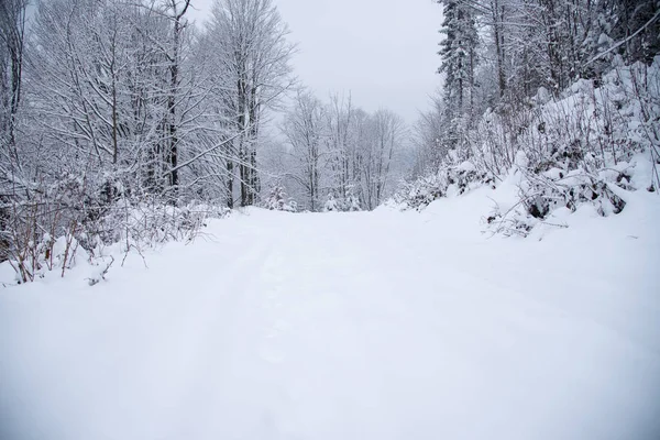 Árboles cubiertos de nieve en el bosque de invierno —  Fotos de Stock