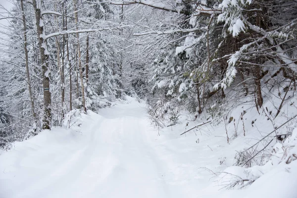 Árboles Cubiertos Nieve Bosque Invierno Con Carretera Winter Road Justo —  Fotos de Stock