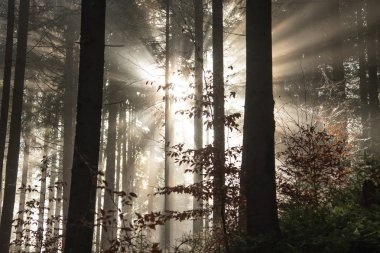 Güneş ışınları siste kırmak