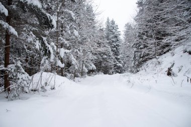 Kış ormanında karla kaplı ağaçlar