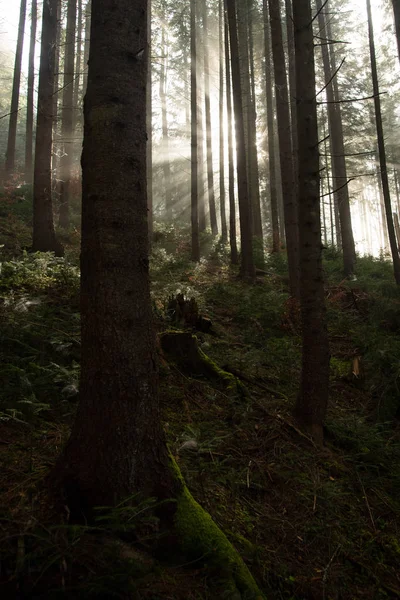 The suns rays break through the fog — Stock Photo, Image