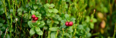 Fuska olgun vahşi lingonberries ormanda
