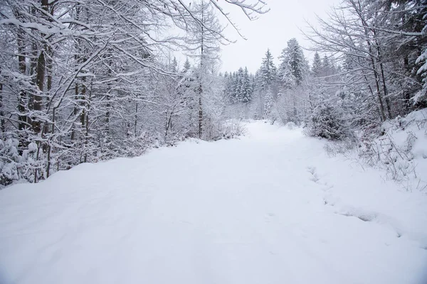 Besneeuwde bomen in het winterbos — Stockfoto