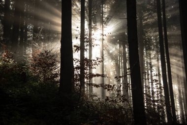 Güneş ışınları siste kırmak