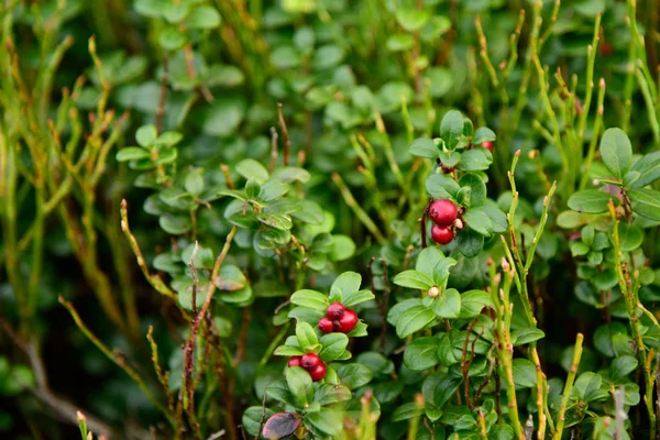 Cowberry Ripe wild lingonberries in the forest — Stock Photo, Image