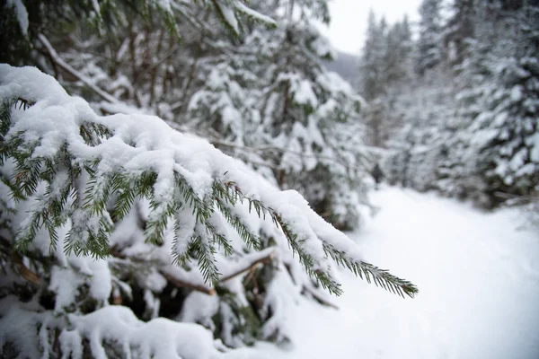 Árboles cubiertos de nieve en el bosque de invierno —  Fotos de Stock