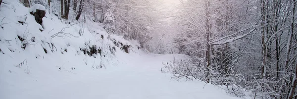 Schnee bedeckte Bäume im Winterwald — Stockfoto