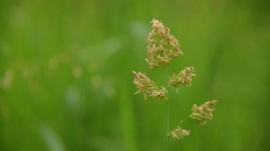 Rüzgar üzerinde çim çekim