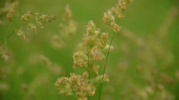 Gras Nahaufnahme auf Wind — Stockvideo