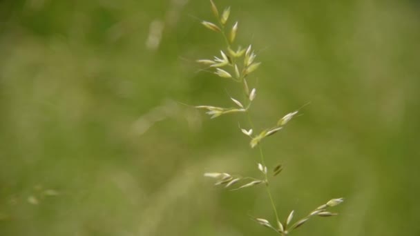 Gräs närbild på vinden — Stockvideo