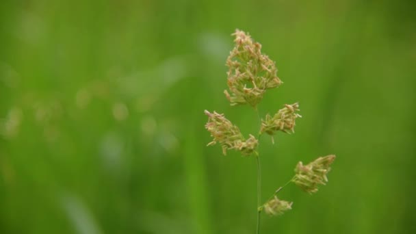 Herbe gros plan sur le vent 