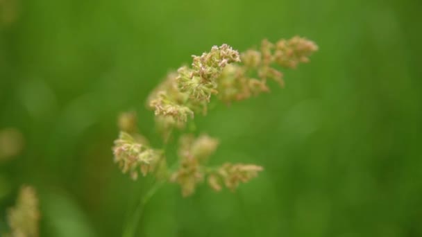 Herbe gros plan sur le vent 