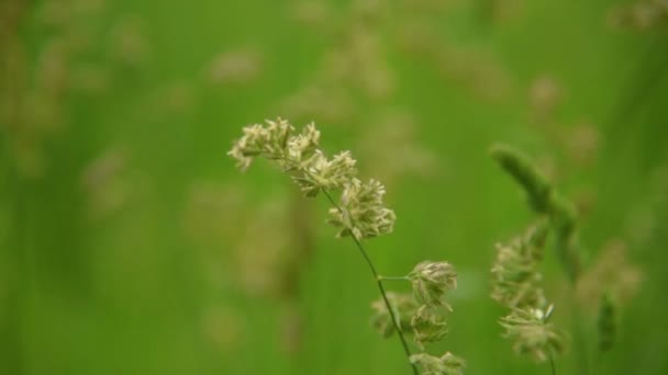 Gras close-up op de wind — Stockvideo