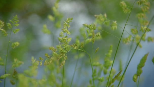 Трава крупним планом на вітрі — стокове відео