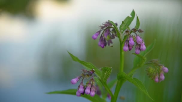 Фіолетові квіти на вітрі — стокове відео