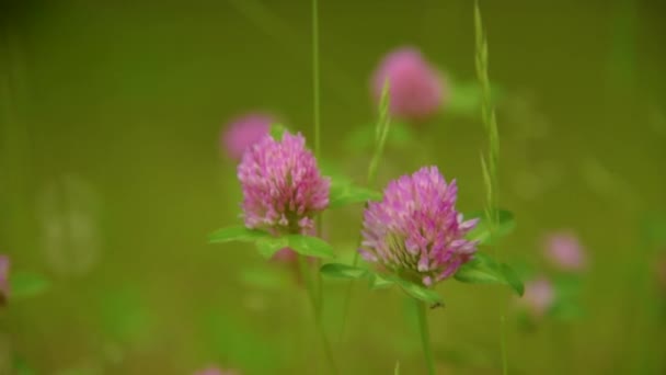 花的三叶草 — 图库视频影像