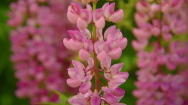 Pembe lupines çiçekler
