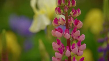 Pembe lupines çiçekler