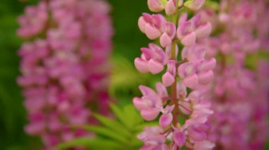 Pembe lupines çiçekler