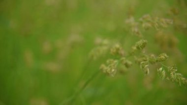 Rüzgar üzerinde çim çekim