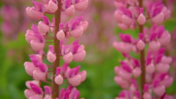 Pink lupines flowers — Stock Video