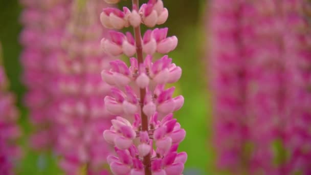 Pink lupines flowers — Stock Video